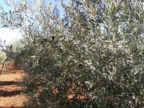 imagen 4 de Venta de finca de olivos con vivienda en Carmona