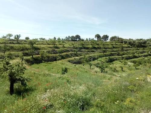 imagen 1 de Venta de finca de regadío en La Pobla de Massaluca