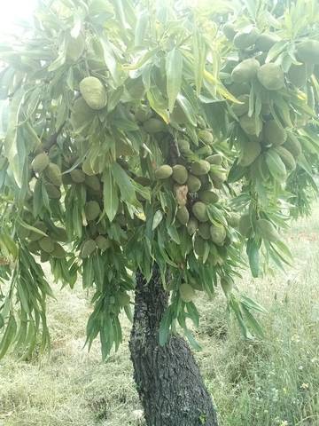 imagen 1 de Venta de finca de regadío en La Pobla de Massaluca