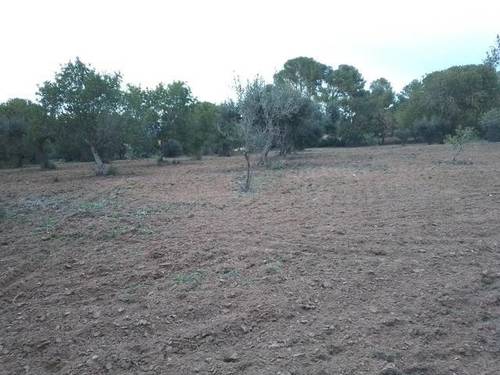 imagen 1 de Venta de finca en Mont Roig del Camp