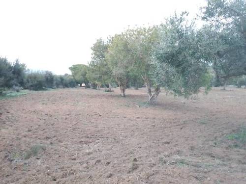 imagen 1 de Venta de finca en Mont Roig del Camp