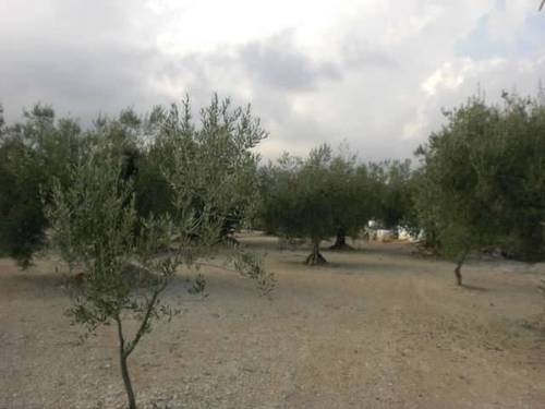 imagen 2 de Venta de finca de olivos de secano en Ulldecona