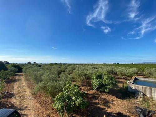 imagen 1 de Venta de finca de olivos en Alcanar (Tarragona)