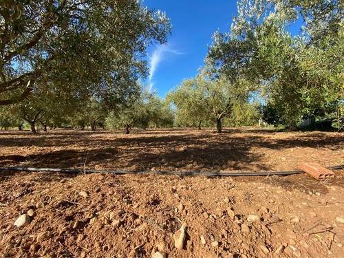imagen 1 de Venta de finca de olivos en Alcanar (Tarragona)