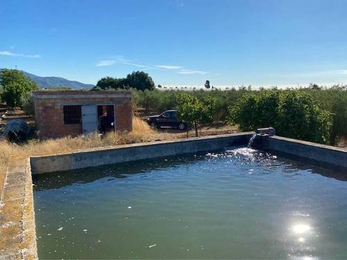 imagen 4 de Venta de finca de olivos en Alcanar (Tarragona)