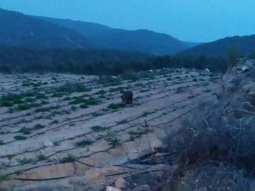 imagen 1 de Venta de finca agrícola en Gandesa