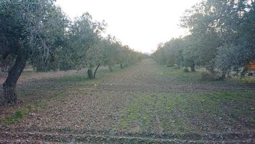 imagen 1 de Venta de olivar con buen acceso en Botarell