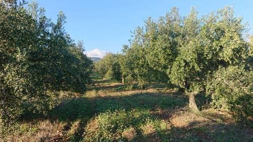 imagen 1 de Venta de finca con olivos y almendros en Montbrio del Camp