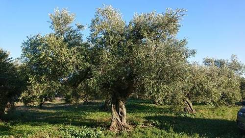imagen 2 de Venta de finca con olivos y almendros en Montbrio del Camp