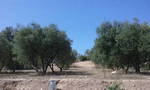 imagen 1 de Venta de finca rústica en Salou