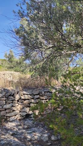imagen 2 de Venta de finca con pequeña vivienda a reformar en L´Ampolla (Tarragona)