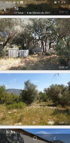 imagen 1 de Venta de finca de olivos vallada en La Senia
