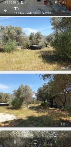 imagen 2 de Venta de finca de olivos vallada en La Senia