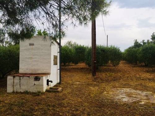 imagen 1 de Venta de finca de almendros con vivienda
