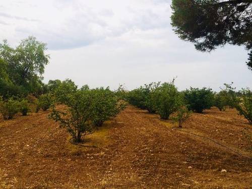 imagen 2 de Venta de finca de almendros con vivienda