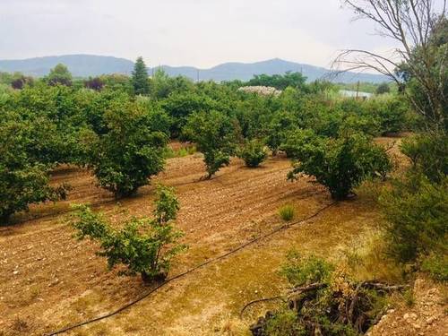 imagen 3 de Venta de finca de almendros con vivienda