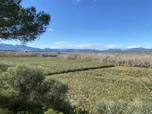imagen 3 de Venta de impresionante finca con masía en Mora la Nova