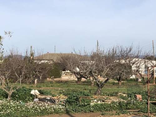 imagen 2 de Venta de finca de naranjos con vivienda en Tarragona