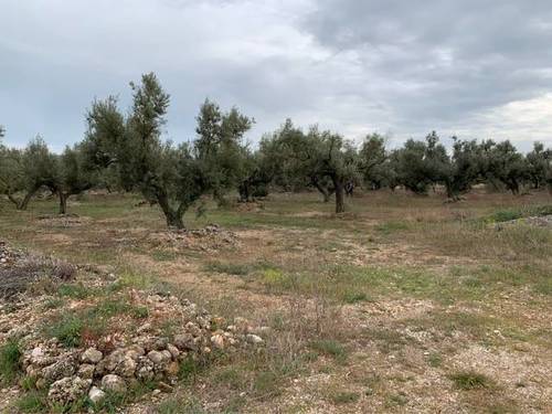 imagen 1 de Venta de finca de olivos llana en Tortosa