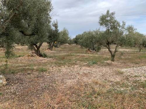 imagen 2 de Venta de finca de olivos llana en Tortosa
