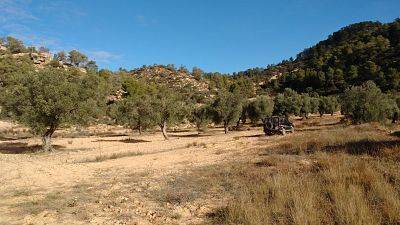 imagen 2 de Venta de finca de olivos en Canseres