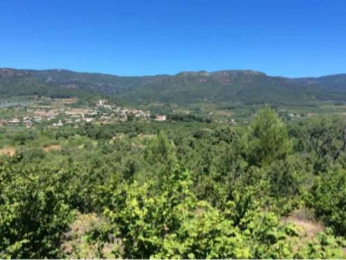 imagen 1 de Venta de finca de avellanos en Cambrils
