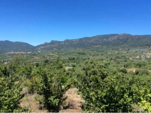 imagen 1 de Venta de finca de avellanos en Cambrils