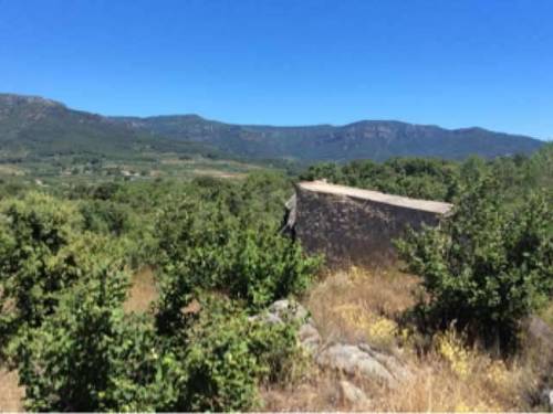 imagen 4 de Venta de finca de avellanos en Cambrils