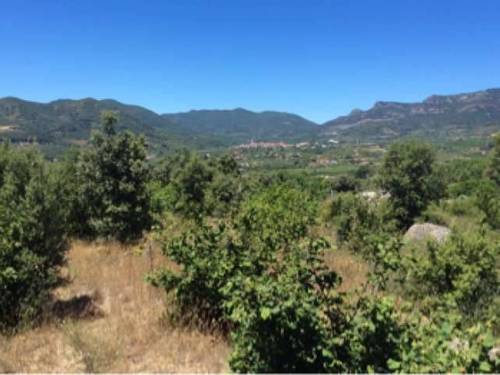 imagen 3 de Venta de finca de avellanos en Cambrils