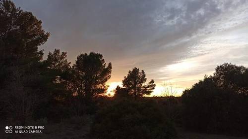 imagen 2 de Venta de finca de almendros en Gandesa