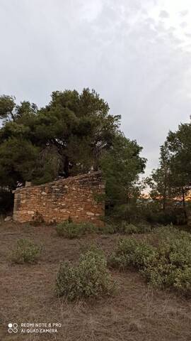 imagen 3 de Venta de finca de almendros en Gandesa