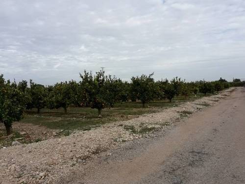 imagen 1 de Venta de finca de naranjos en Santa Bárbara (Tarragona)