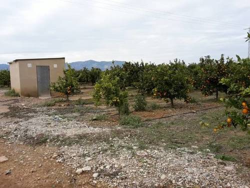 imagen 2 de Venta de finca de naranjos en Santa Bárbara (Tarragona)
