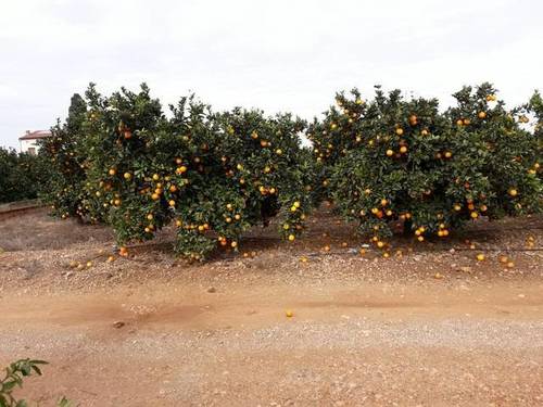 imagen 1 de Venta de finca de naranjos de regadío en Santa Bárbara