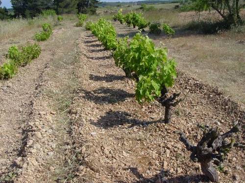 imagen 1 de Venta de finca con edificación en El Perello