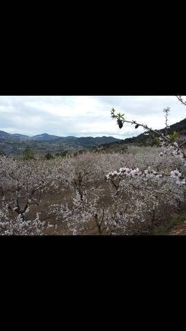 imagen 1 de Venta de finca de almendros con buen acceso en Alforja