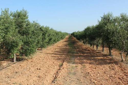 imagen 1 de Venta de bonita finca de olivos con casa Xerta