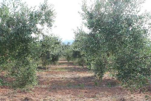 imagen 2 de Venta de bonita finca de olivos con casa Xerta