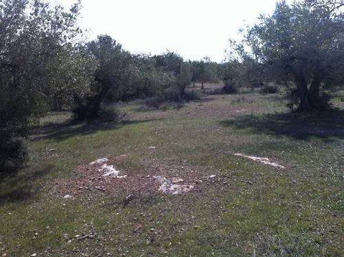 imagen 1 de Venta de finca con olivos y algarrobos en El Perelló (Tarragona)