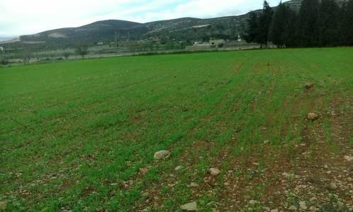 imagen 1 de Venta de finca llana de regadío en Ulldecona (Tarragona)