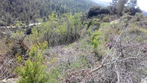 imagen 2 de Venta de fincas en la sierra La Torre de Fontaubella (Tarragona)