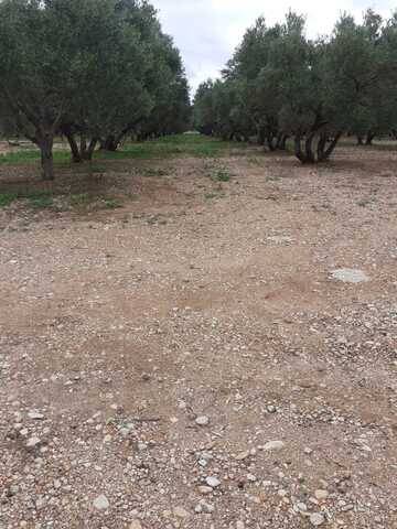 imagen 1 de Venta de olivar en La sénia (Tarragona)
