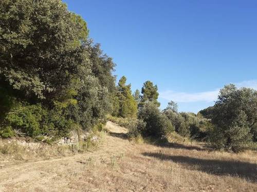 imagen 4 de Venta de finca de olivar en Horta de Sant Joan