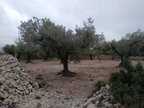 imagen 3 de Venta de finca de olivos en La Senia