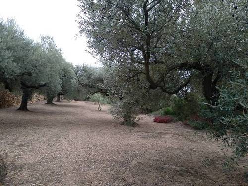 imagen 2 de Venta de finca de olivos en La Senia