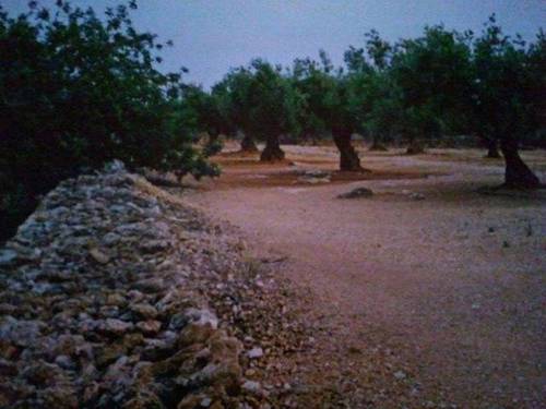 imagen 2 de Venta de terreno con olivos y pequeña casita en Aldea (Tarragona)