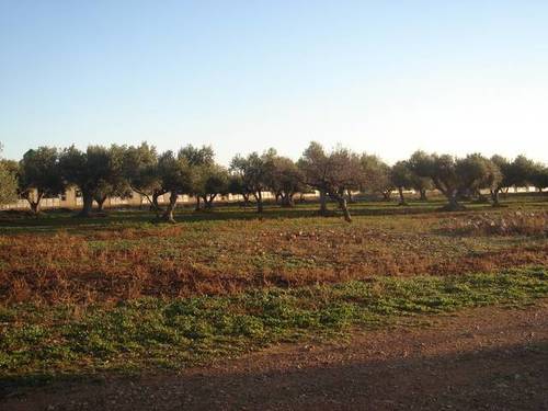 imagen 2 de Venta de granja de porcino en La Senia