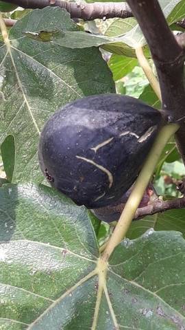 imagen 1 de Venta de finca de higos en Ulldecona (Tarragona)