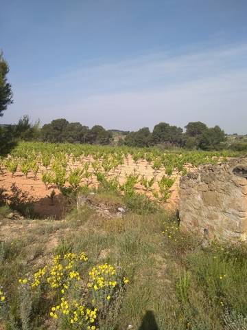imagen 2 de Venta de terreno con viñedo en Batea (Tarragona)