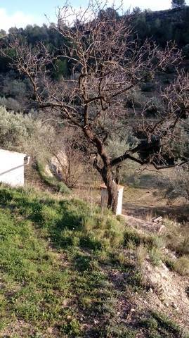 imagen 1 de Venta de olivar en Benifallet (Tarragona)